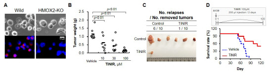 HMOX2 단백질을 제거한 세포에서 타이니어의 염색변화(A)와 종양 제거 후 타이니어 주사에 의 해 종양 재발이 감소되는 것을 확인(C)할 수 있다.  IBS 제공